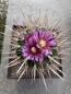 Preview: Stenocactus multicostatus